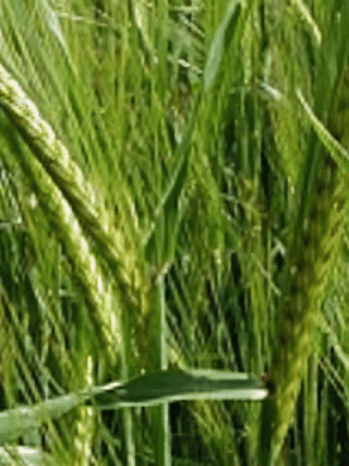 大麦